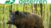 Odstraszanie dzików, saren, jeleni, zajęcy, bobrów
